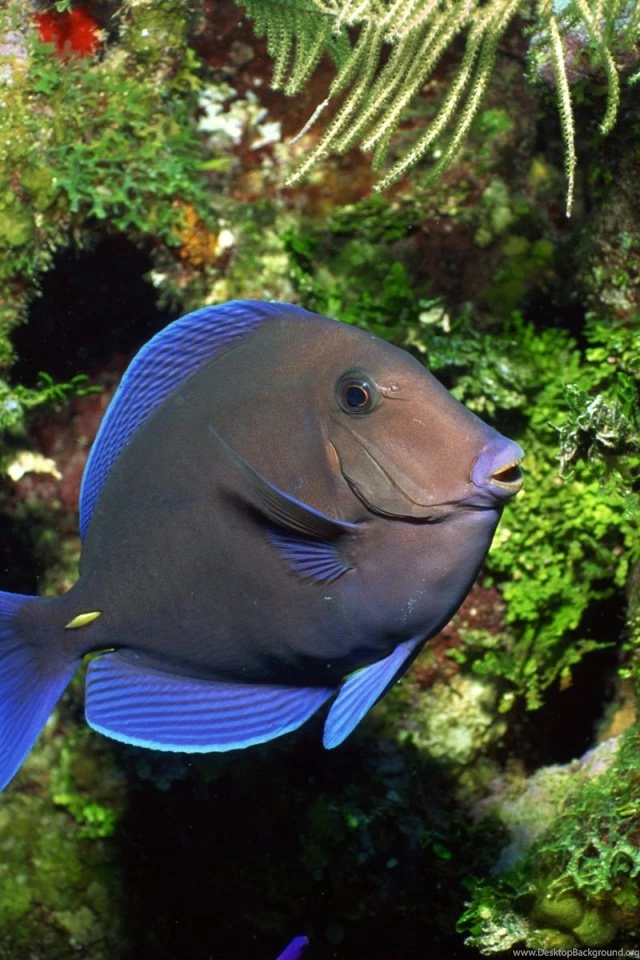 Blue Fish iPhone 4s Wallpapers Download