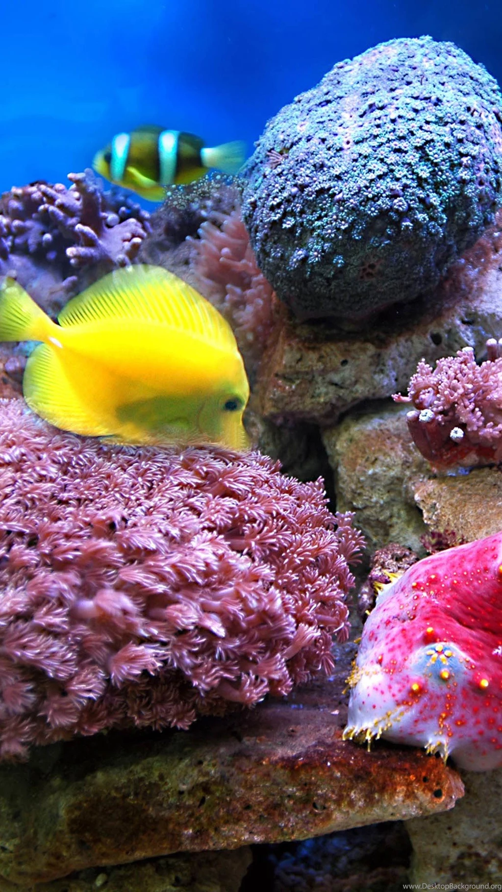Coral And Fish iPhone 7 Wallpapers