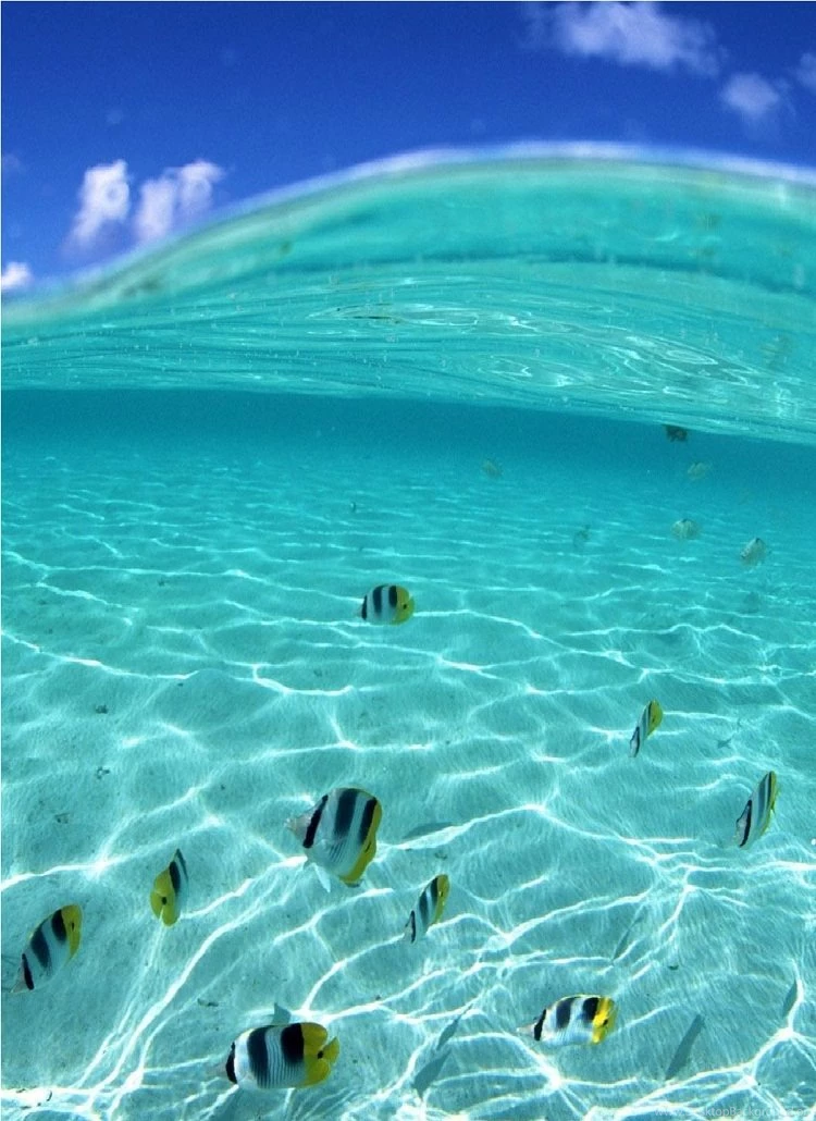 Fishes In Pool Iphone 6 Wallpapers