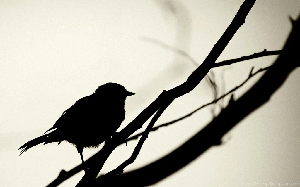 Silhouette Wallpapers Bird Wallpapers