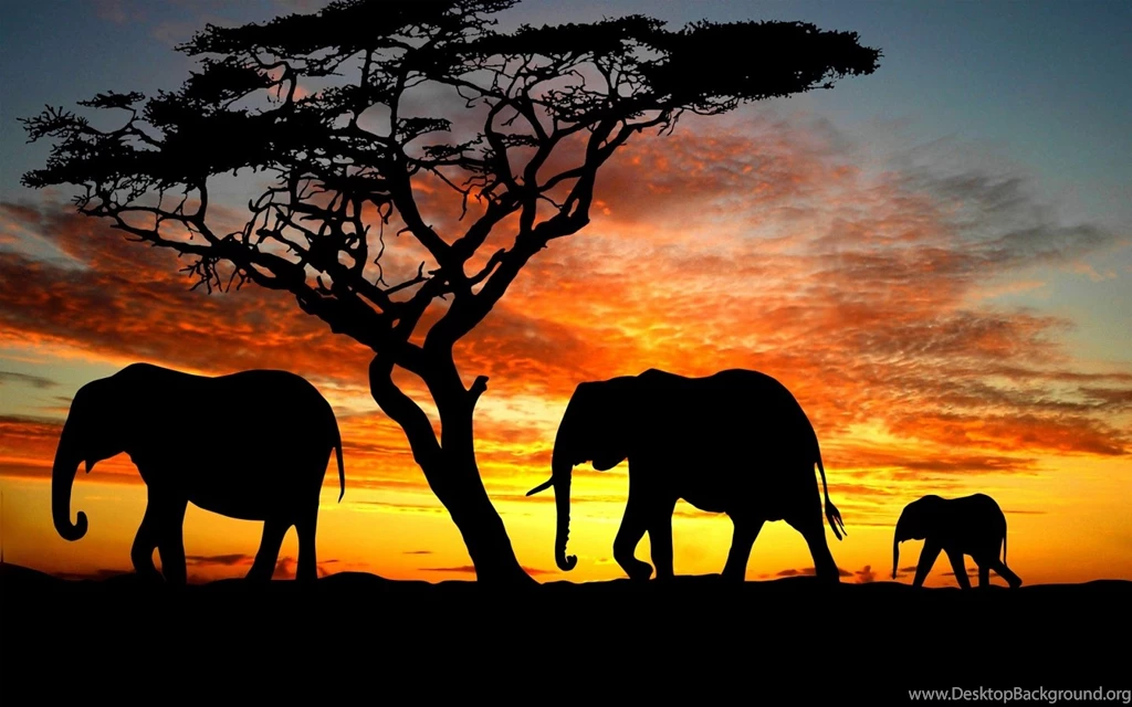 Elephants Windows 8 Silhouette Wallpapers