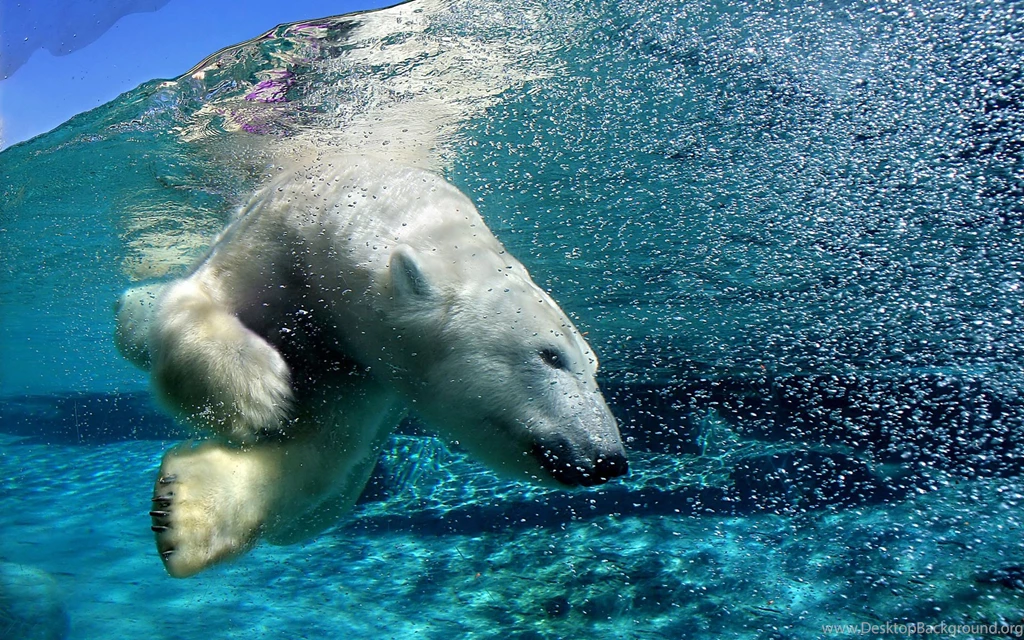 Polar Bear Swiming