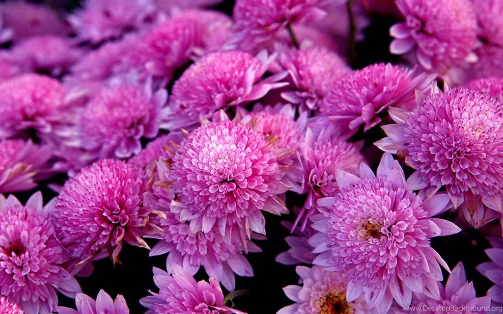 Daisy Photography Of The Beautiful Fantasy Theme Wallpapers 9 ...