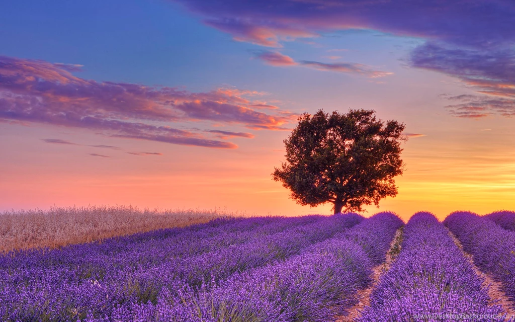 Extraordinary Lavander Purple Windows 8 Theme And Wallpapers ...
