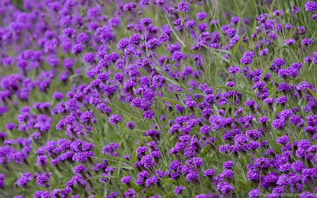 Top Free Wallpaper: Purple Flower Border Wallpapers