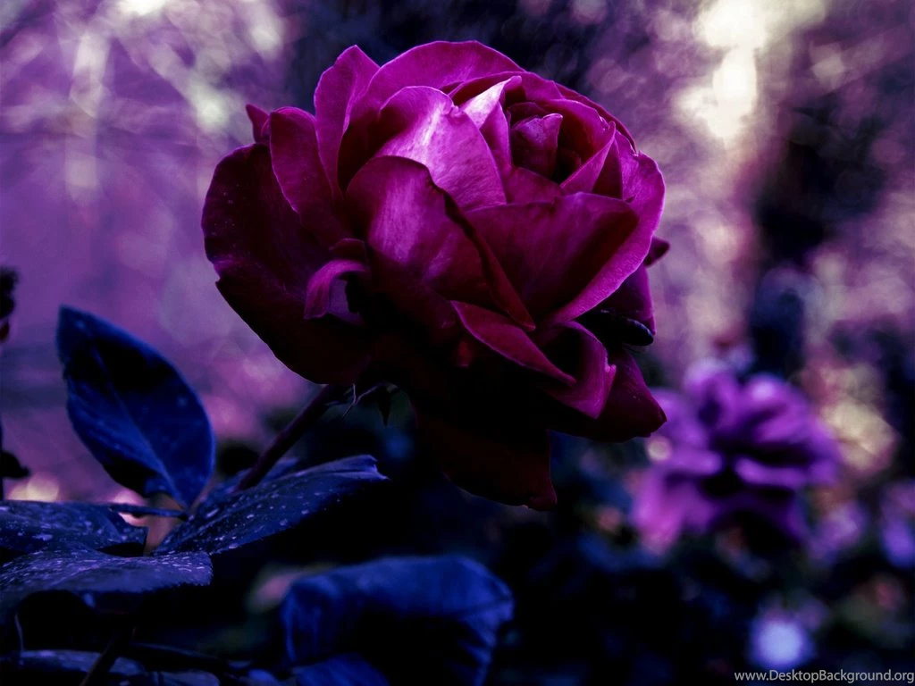 1024x768 Rose, Bud, Color, Red, Nature, Flower, Petals, Purple ...