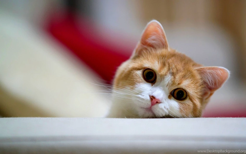 Adorable