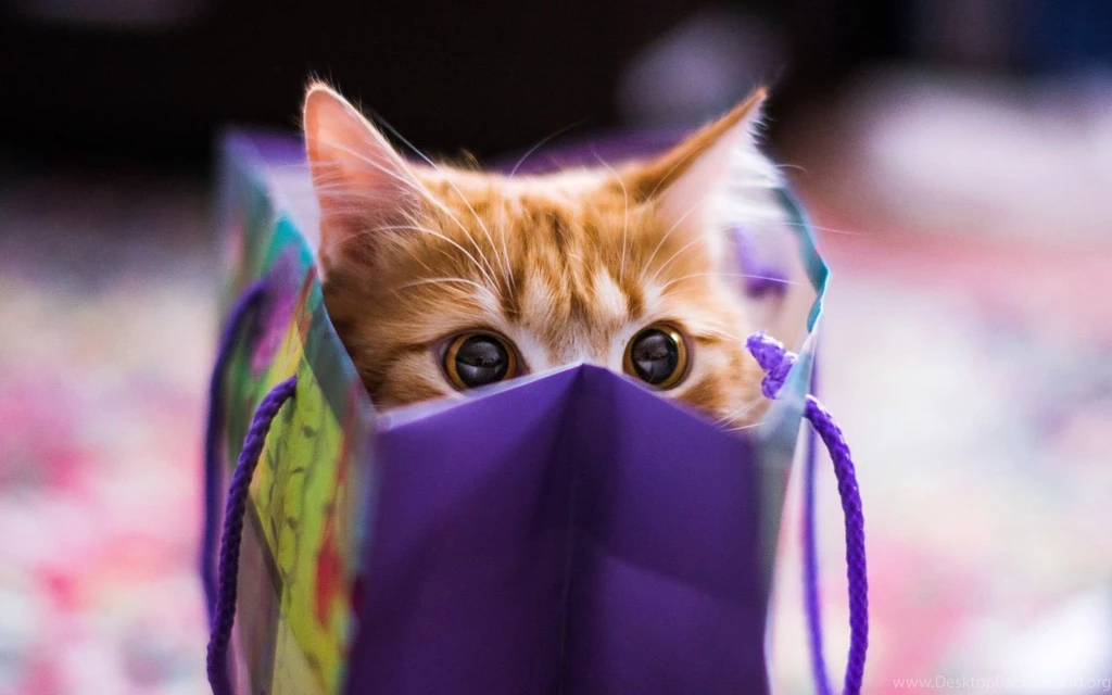 Adorable Cat Close Up Wallpapers