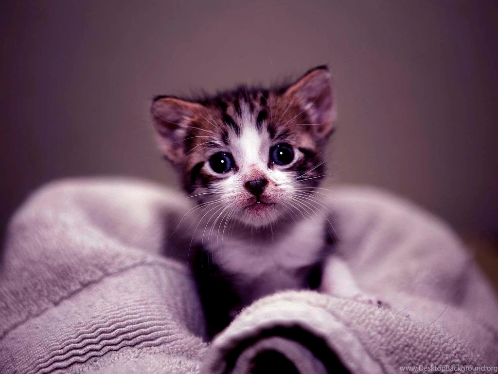 Gallery For > Adorable Fox Wallpapers