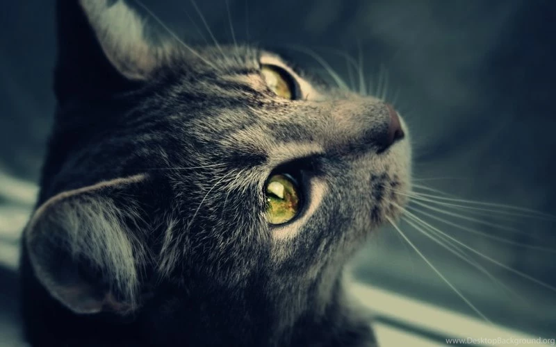 Adorable Animals Interested Cat – Animals Cats HD Desktop Wallpapers