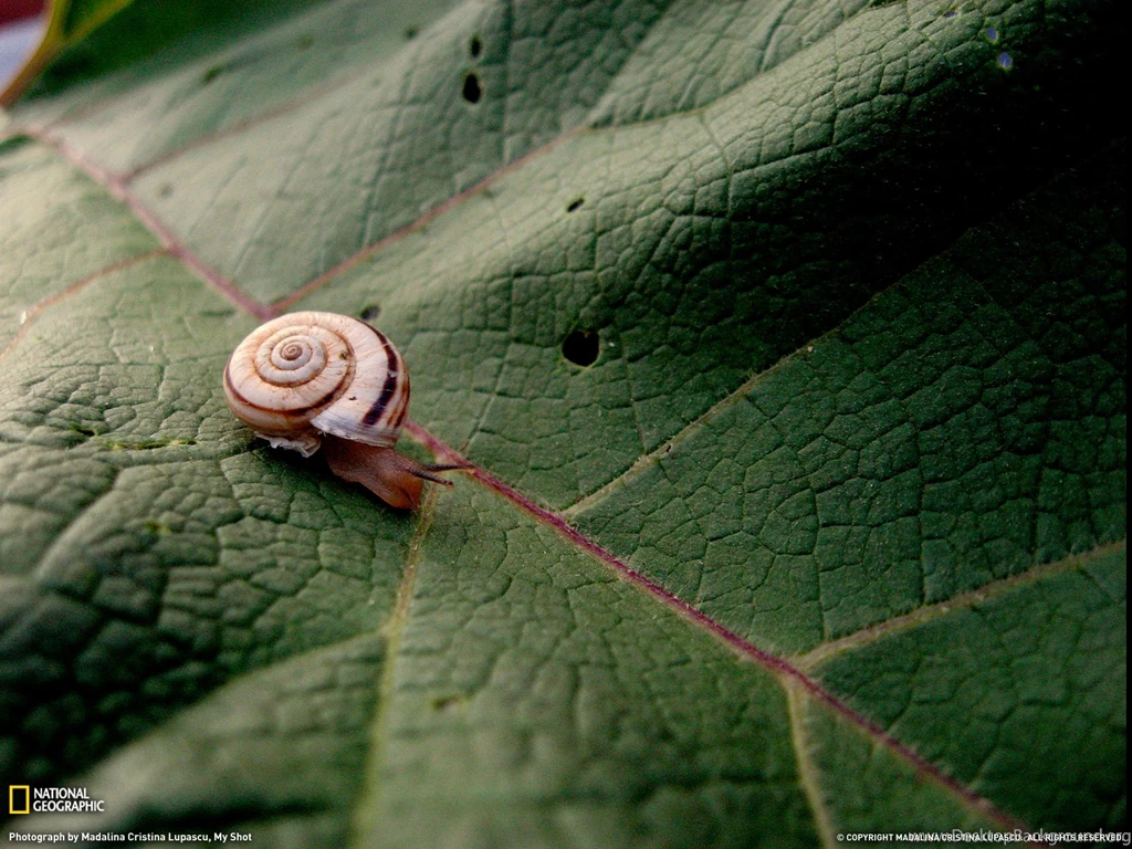 Snail Photo – Animals Wallpapers – National Geographic Photo Of The Day