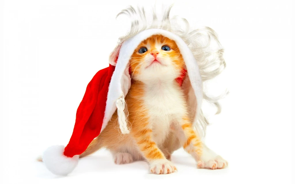 1680x1050 Cat Wants To Be Santa Desktop PC And Mac Wallpapers