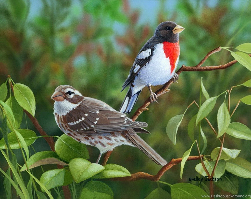 New Arrivals Colorful Birds Nice Summer Nature Trees Cute Sweet ...
