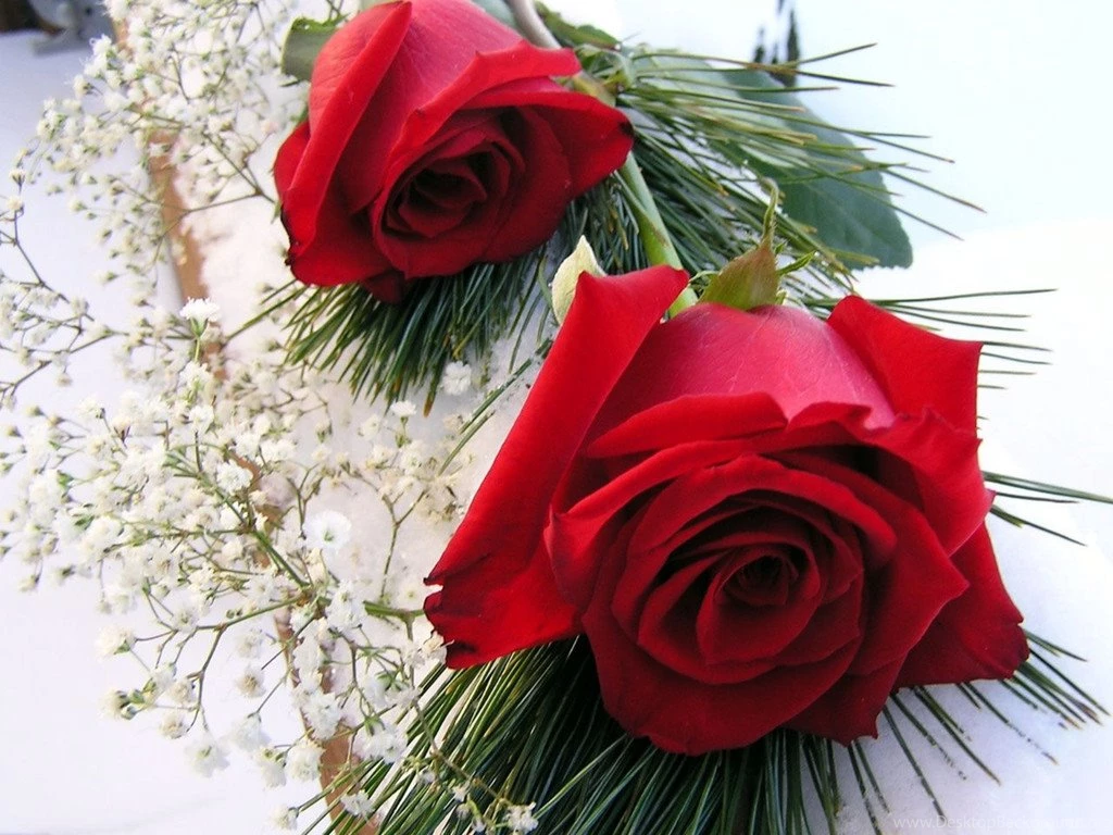 Red rose wallpaper free download 3 6807 HD Wallpapers