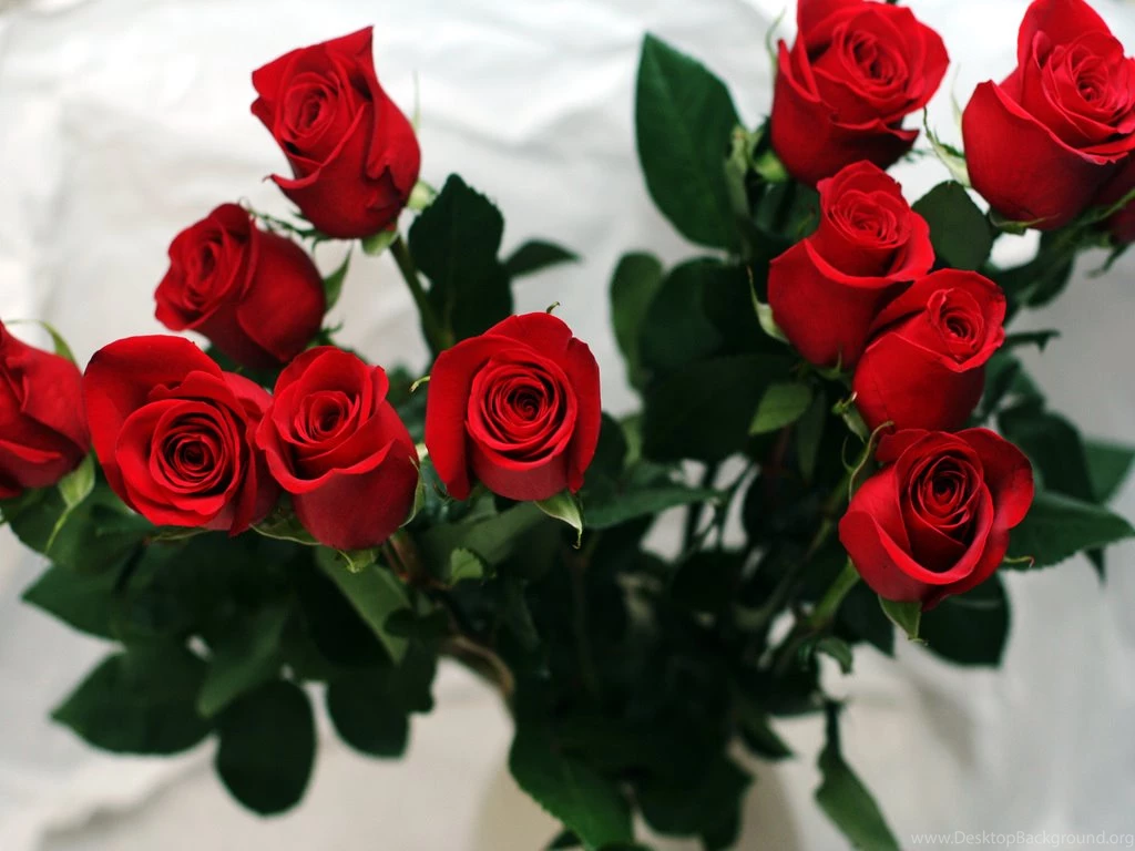 Only Red Roses High Quality Wallpapers
