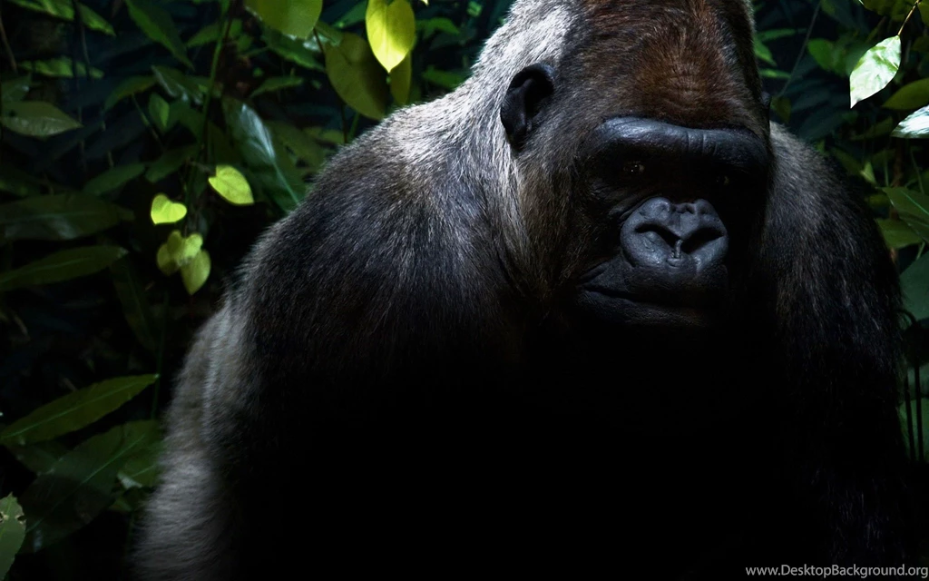 Gorilla HD Wallpapers