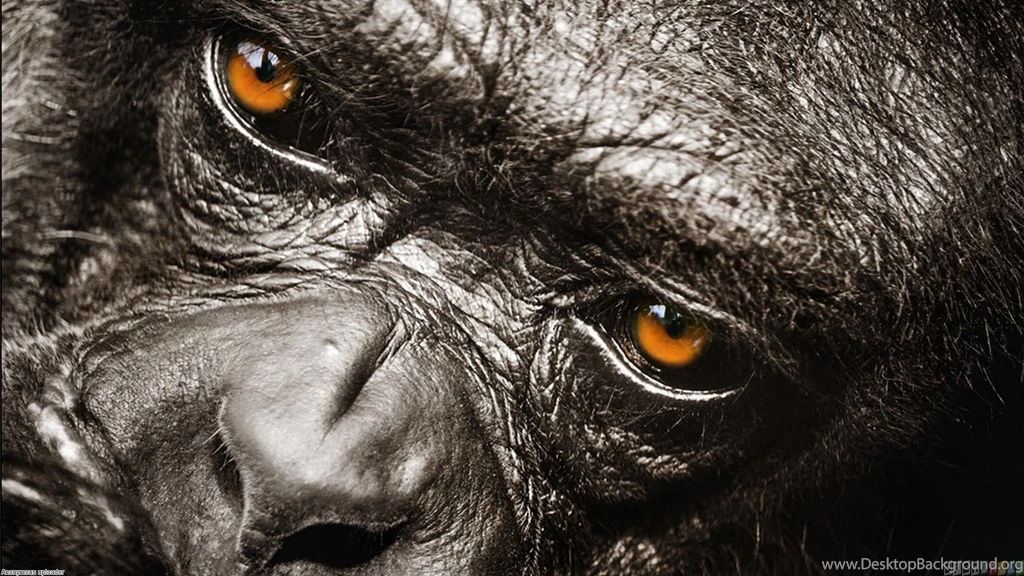 Mountain Gorilla Wallpapers Open Walls