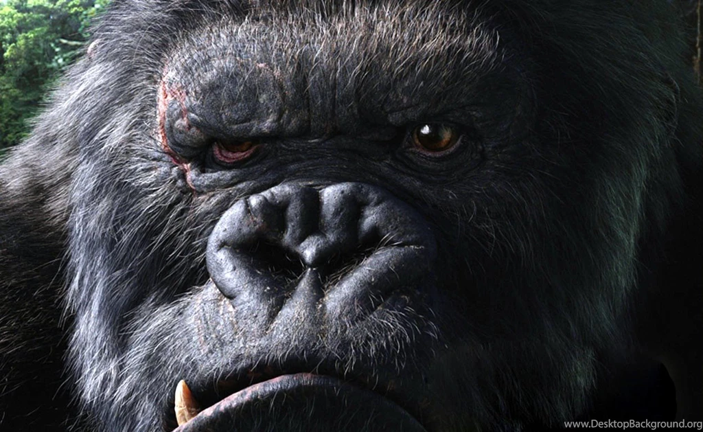 Monkey