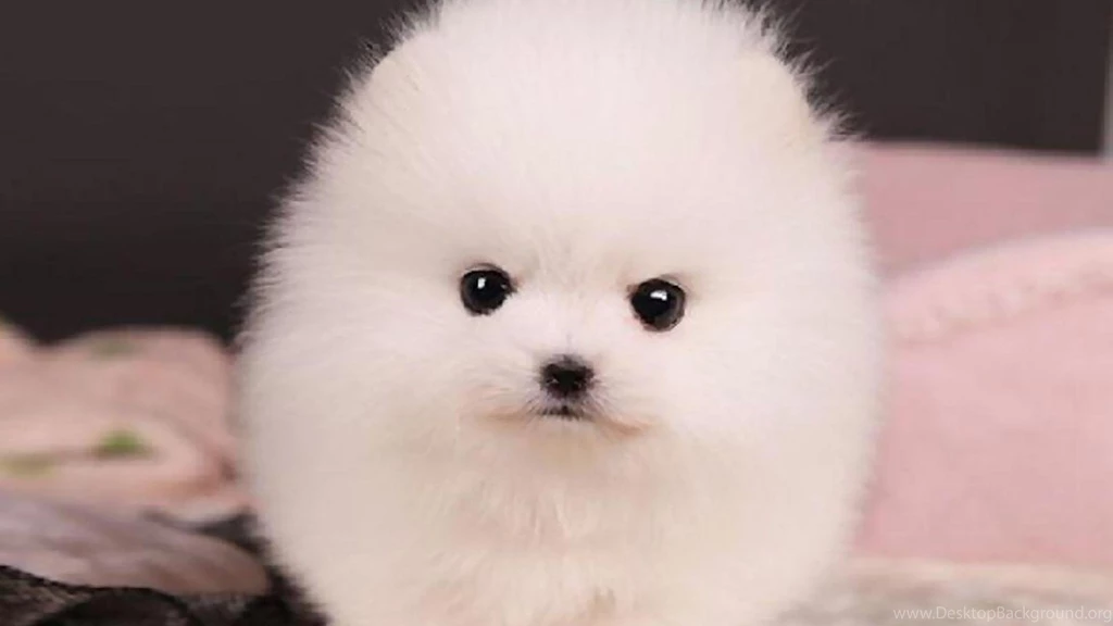 TEACUP POMERANIAN PUPPY TRIXIE WALLPAPER (