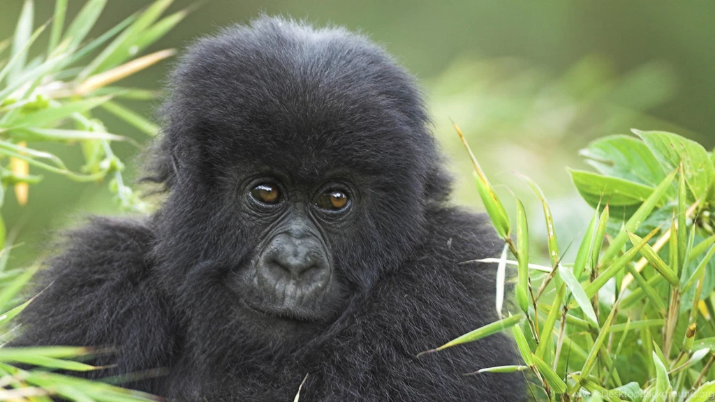 Baby Gorilla Wallpapers