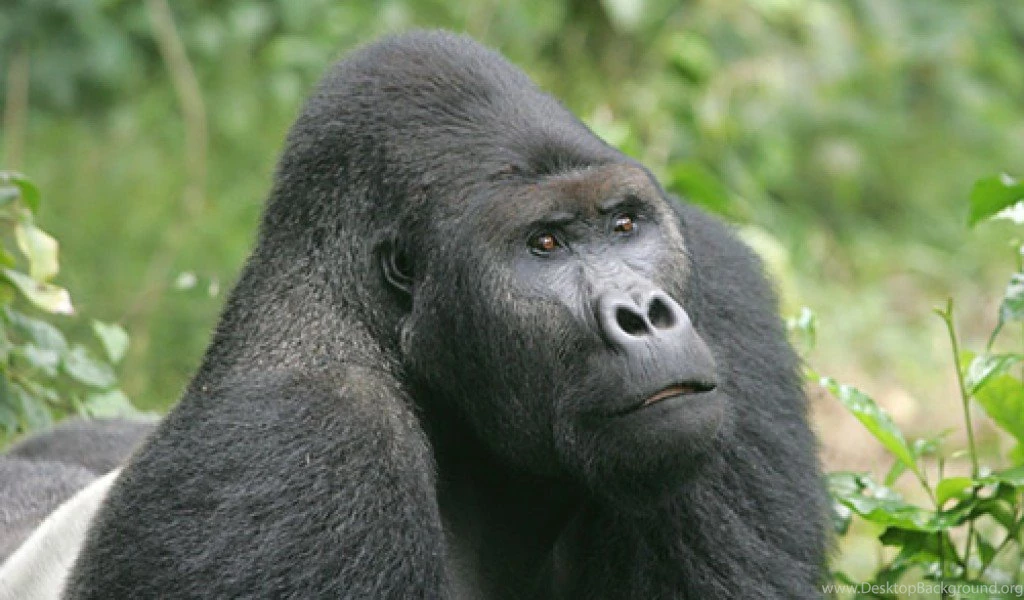 Eastern Lowland Gorilla Wallpapers HD For Android . Best High ...