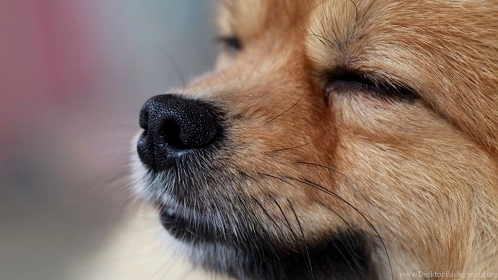 Pomeranian Puppies Desktop Wallpapers