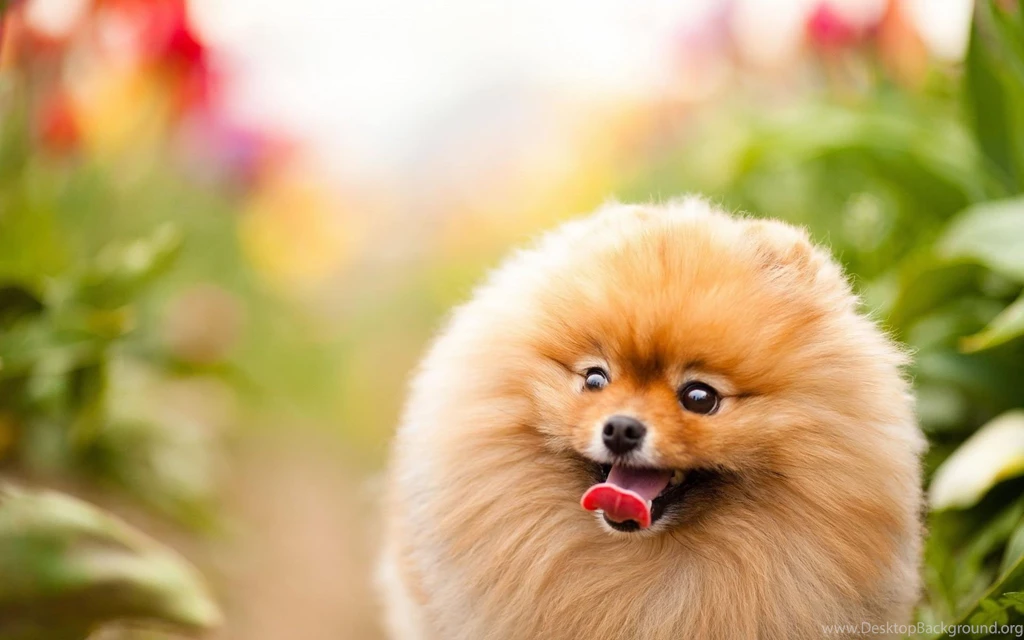 Pomeranian My Doggy Rocks