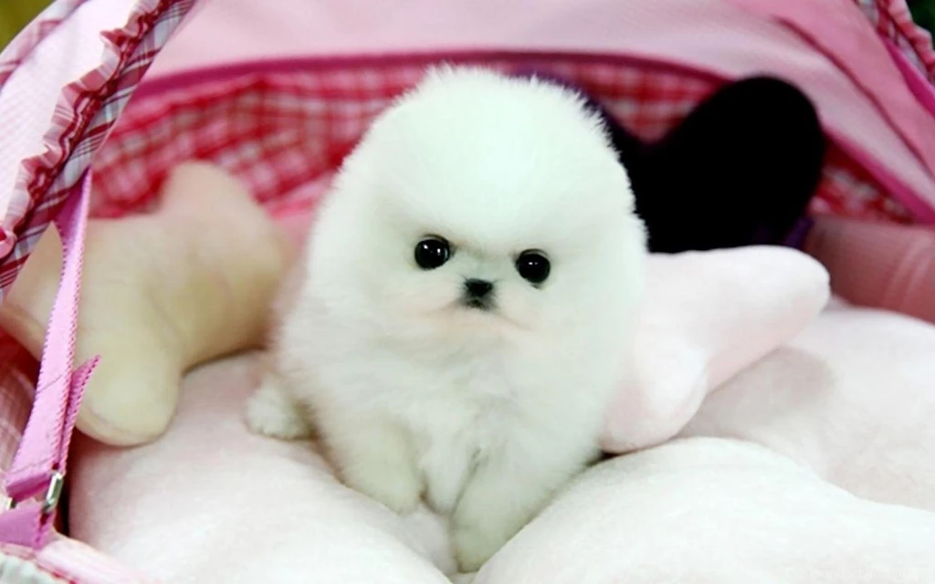 TEACUP POMERANIAN PUPPY MUNCHKIN WALLPAPER (
