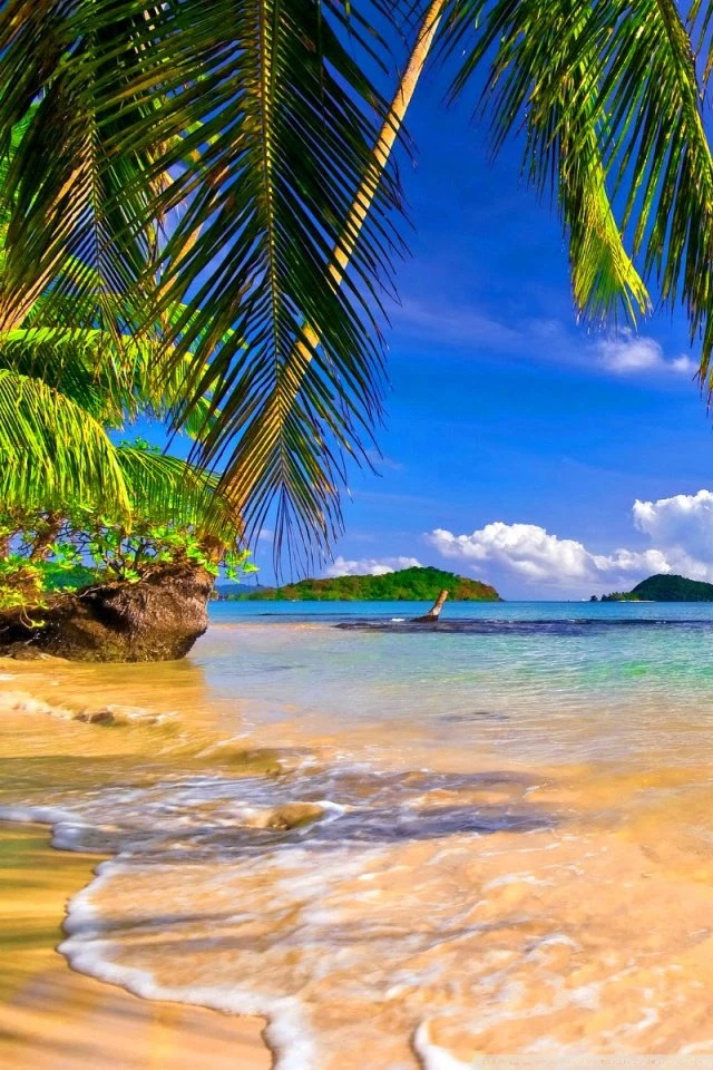 Shore Palms Tropical Beach HD Desktop Wallpapers : High Definition ...