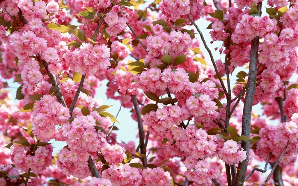 Beautiful Wallpapers Download
