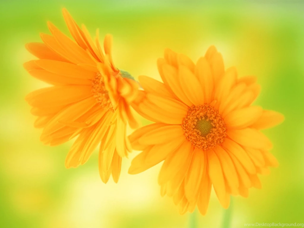 Beautiful Flowers Wallpapers Free Download,desktop Wallpapers