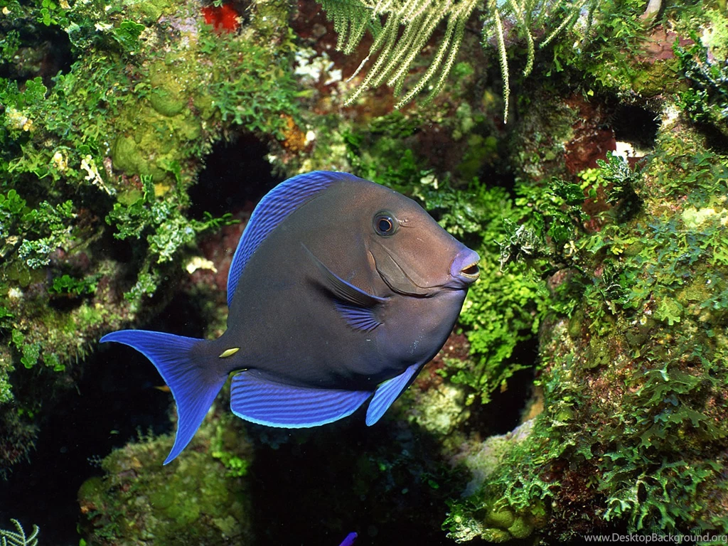 Fish HD Wallpapers And Backgrounds