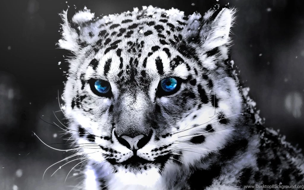 Tiger Desktop Wallpapers