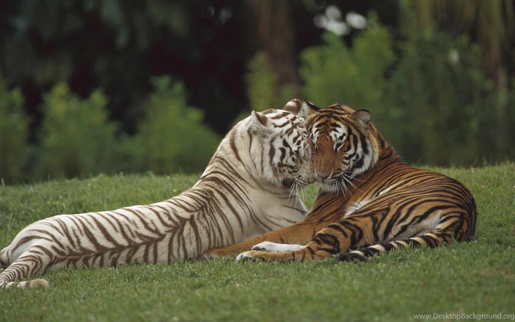 White Tiger Wallpapers Free Download Images Tbwnz.com