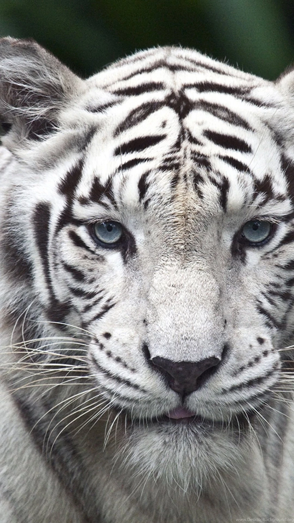 White Tiger Wallpapers For Galaxy S5.jpg