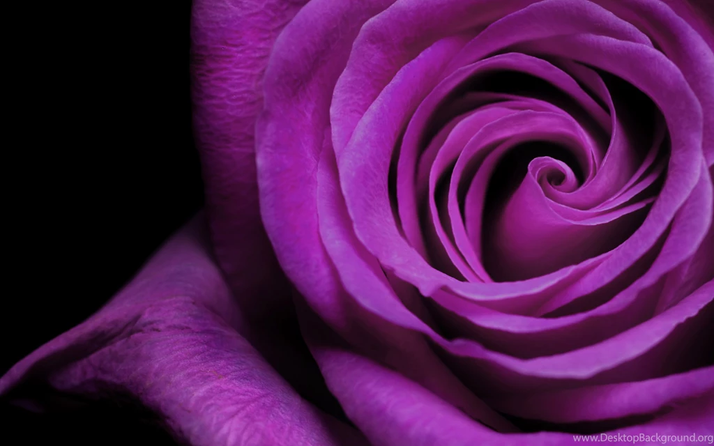 Rose Flowers Windows 10 Wallpapers