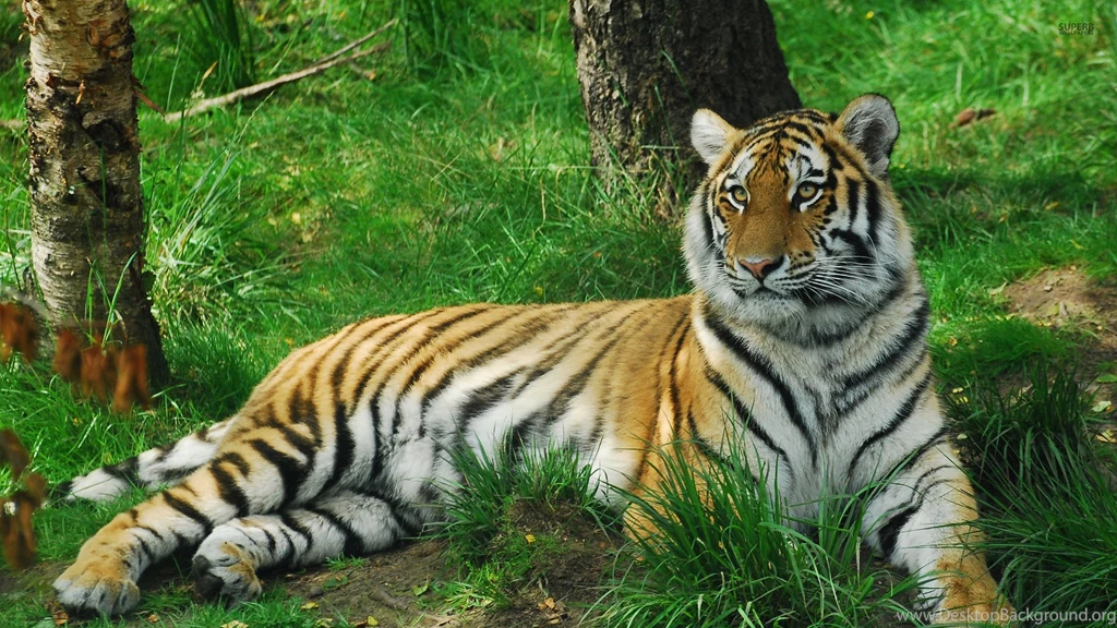 Tiger In The Forest Wallpapers Animal Wallpapers