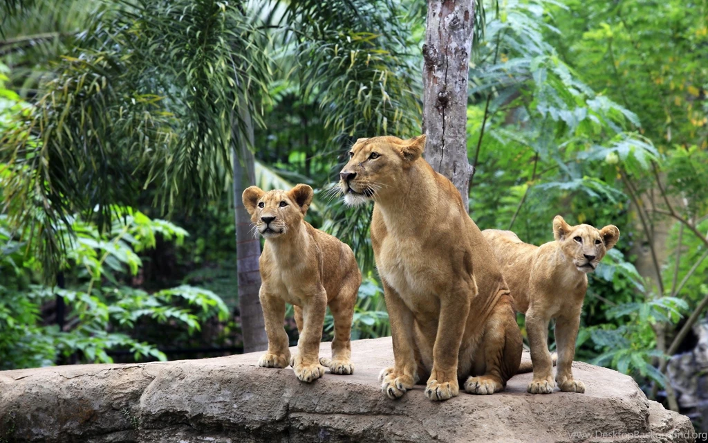 Lion Family Forest Wallpapers