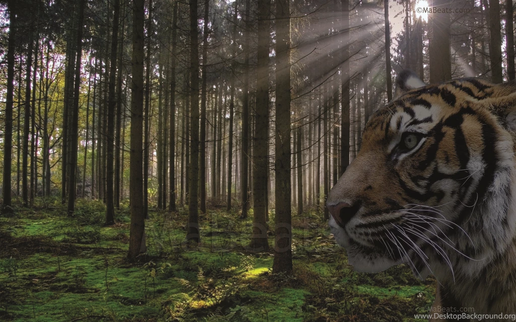 Tiger In The Wild Forest Wallpapers ~ MaBeats