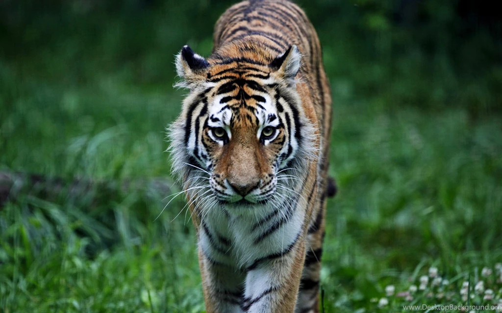 2560x1600 Grass, Cats, Tiger, Predator, Predator, Pussy, Animals ...