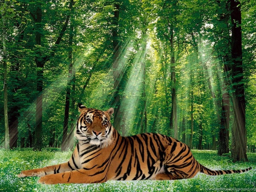Cats: Tiger Collage Forest Feline Wildlife Big Cat Full HD Animal ...