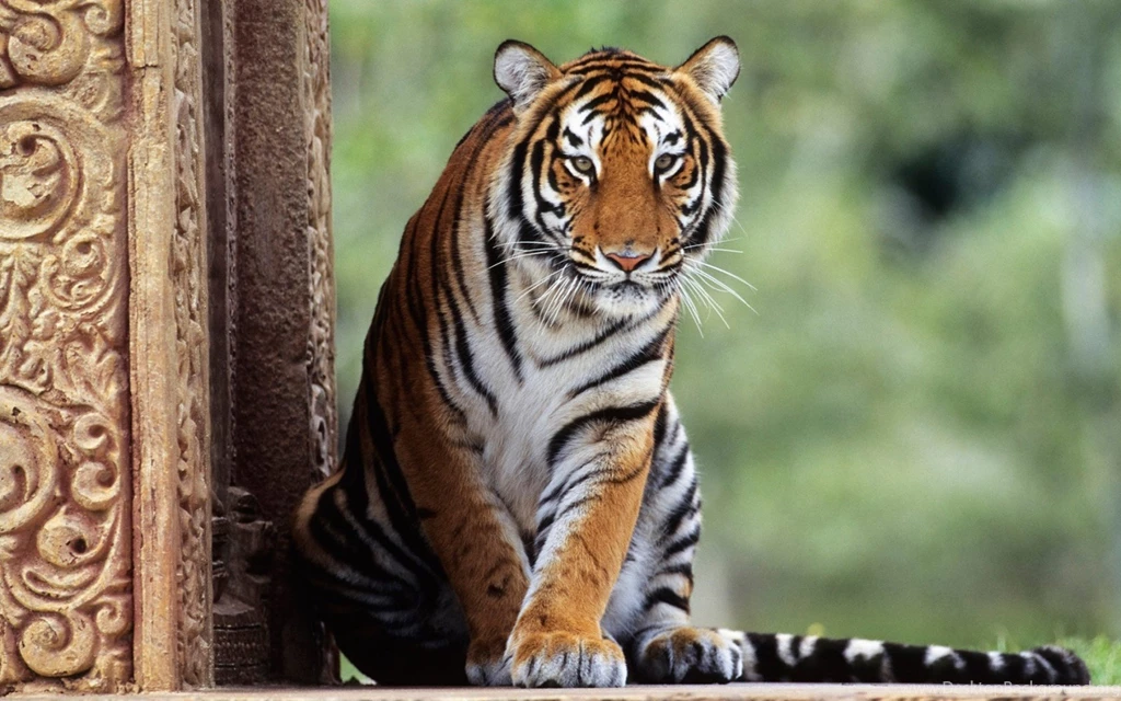 Wallpaper: Tiger, Animal, Forest, Eyes, Rest, Wildlife, Felidae ...