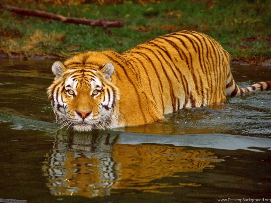 Top 18 Fabulous And Dashing Tiger Wallpapers In Hd HD Wallpapers ...