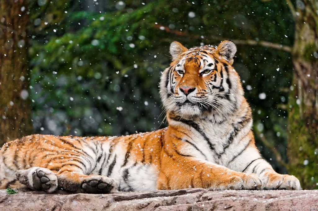 Tiger, Is, Looks, Snout, Big Striped Cat, Stone, Winter, Snow ...