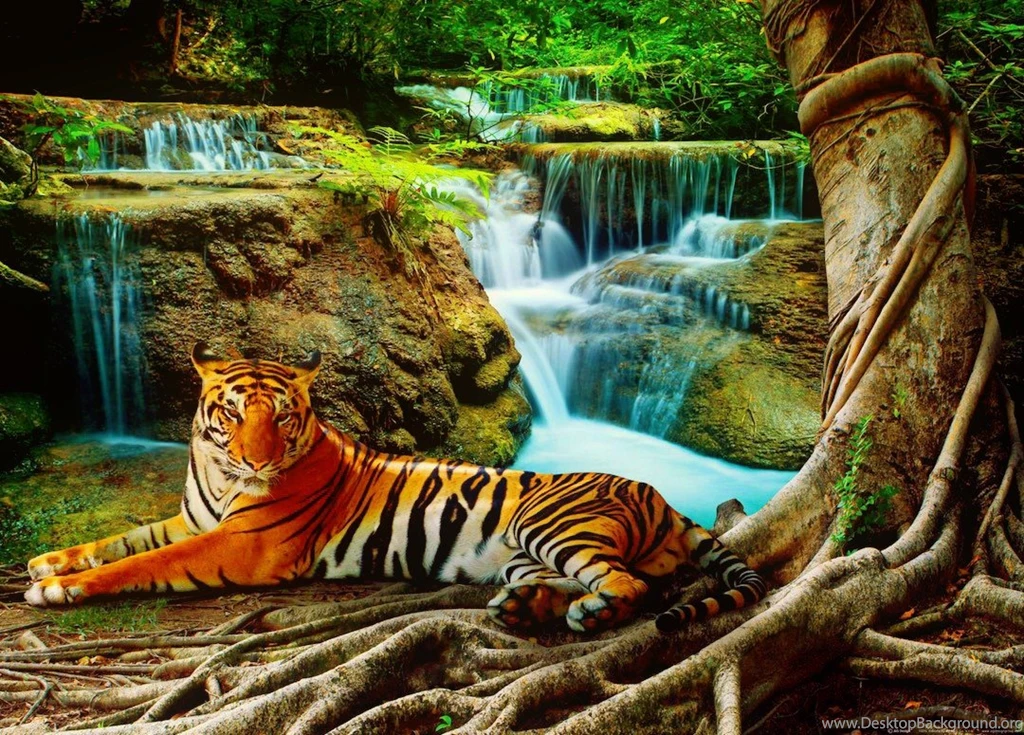 Resting Tiger Beautiful Forest Cat Rest Cascades Nature Waterfall ...