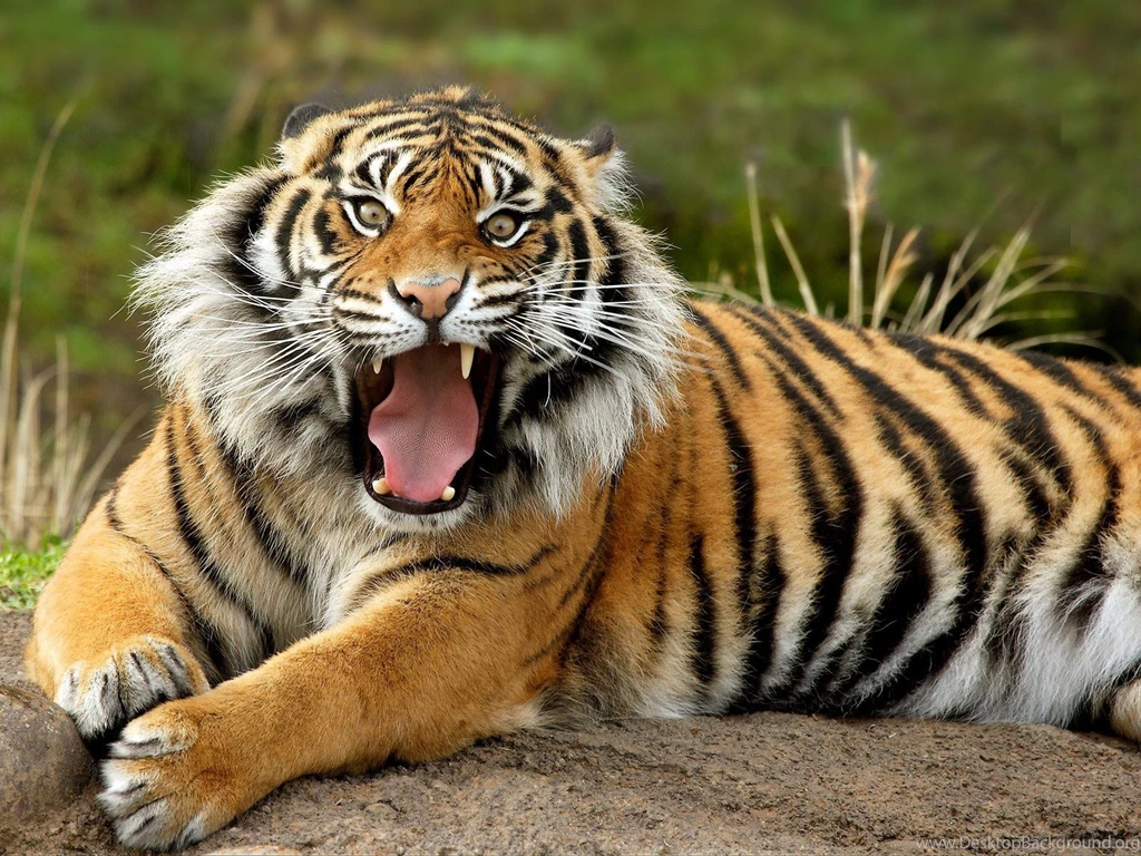 HD Tigers Wallpapers For Desktop Zibrato