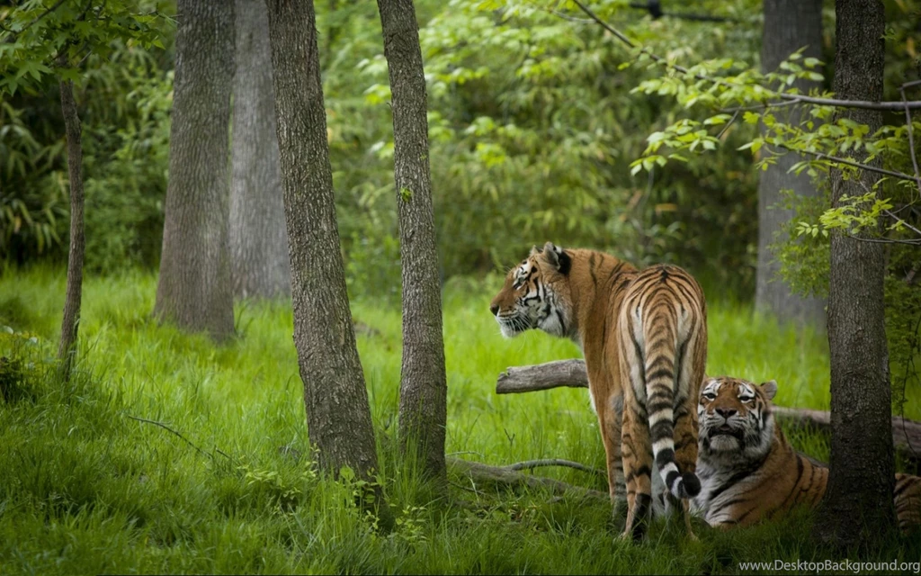 Tiger Couple In The Forest Wallpapers