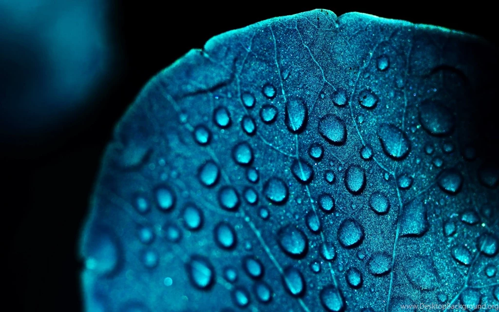 Macro Blue Leaf Water Drops Cool HD Wallpapers