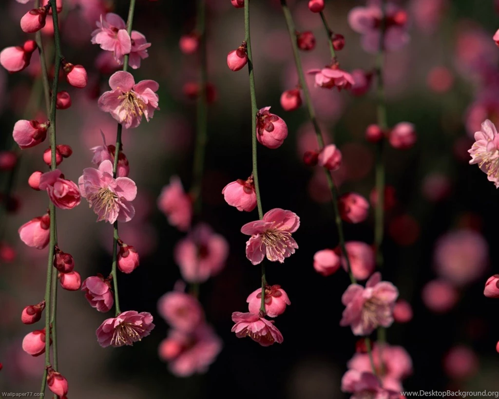 Pink Flower Climber, 1280x1024 Pixels : Wallpapers Tagged Bloom ...