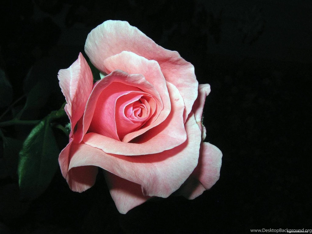 Black Rose Flower Wallpapers All Wallpapers New